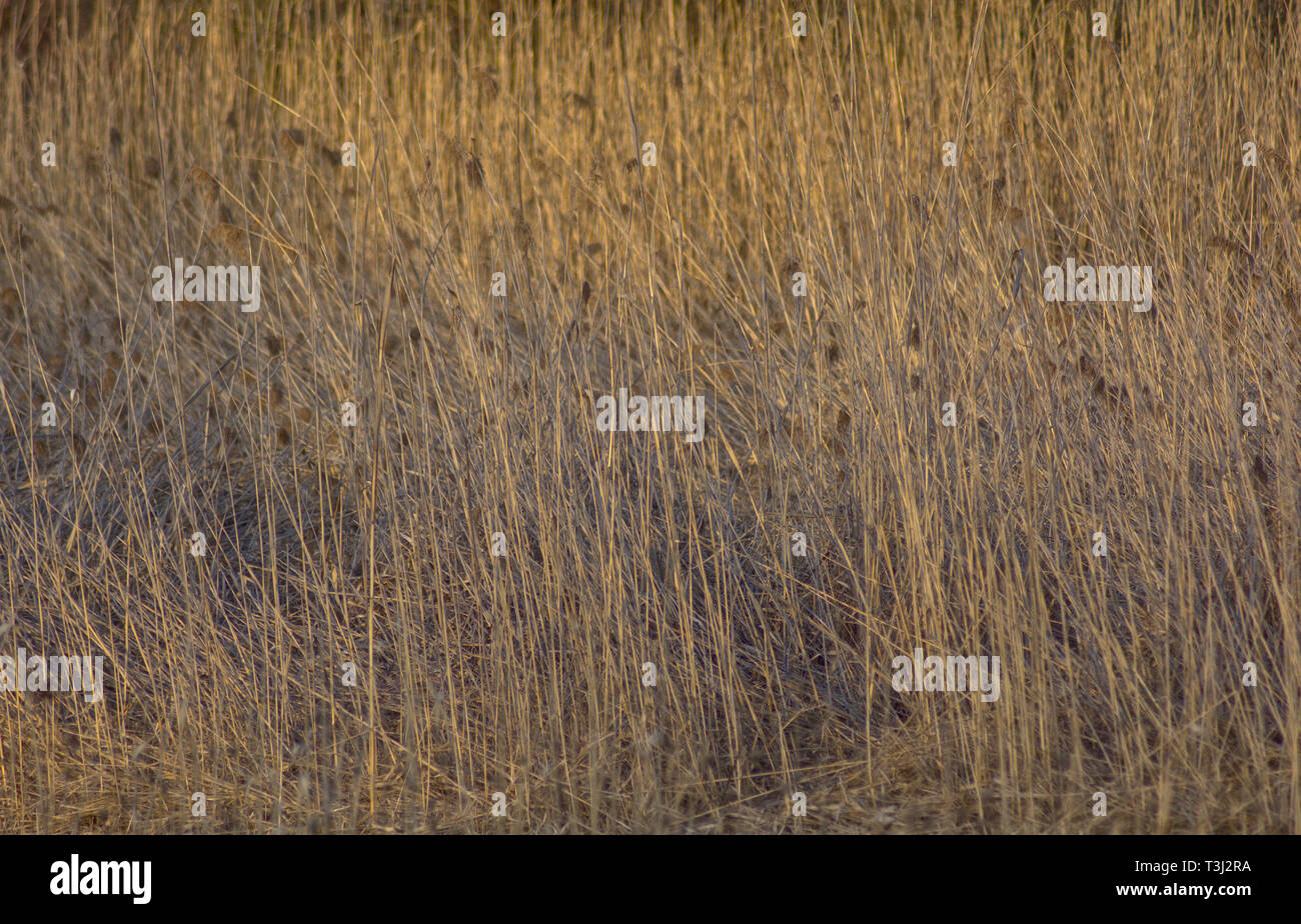 Sumpf Rasen Stockfoto