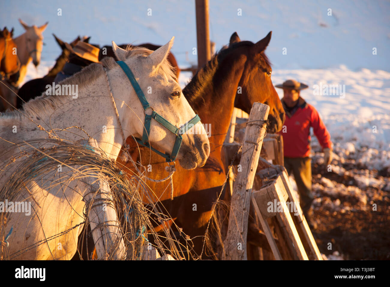 Pferde wurden hoch in den Anden oberhalb von Mendoza, Argentinien, aufgerundet, um sich auf eine Wanderung über die Berge nach Chile vorzubereiten. Stockfoto