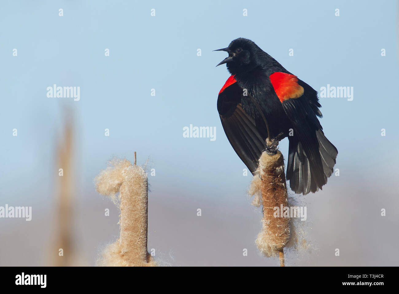 Red-winged blackbird die passende Anzeige und Song auf rohrkolben in Feuchtgebieten Sumpf Lebensraum Stockfoto