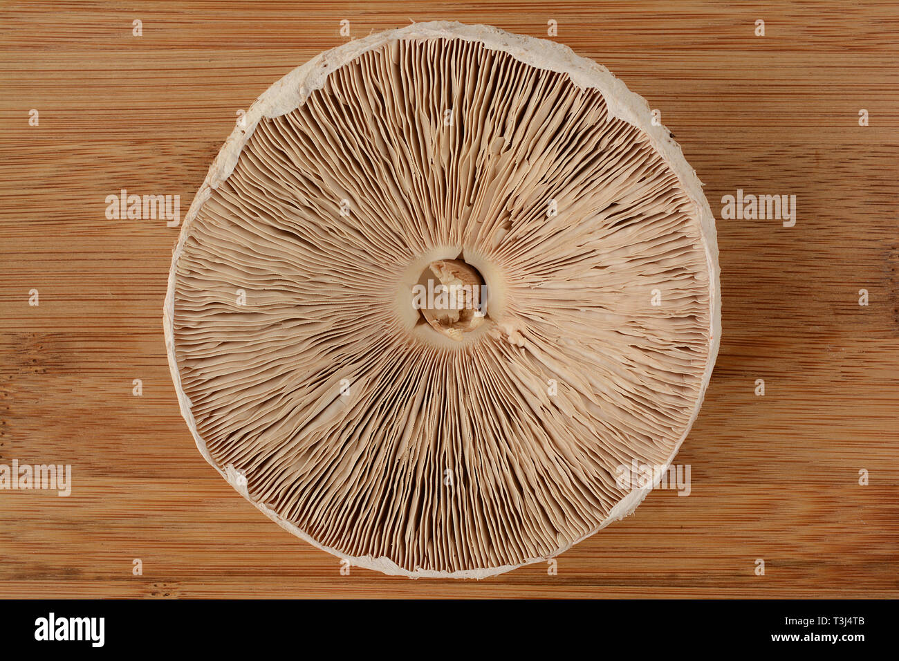 Frische Sonnenschirm Pilz auf Holz- Hintergrund, Ansicht von unten Stockfoto