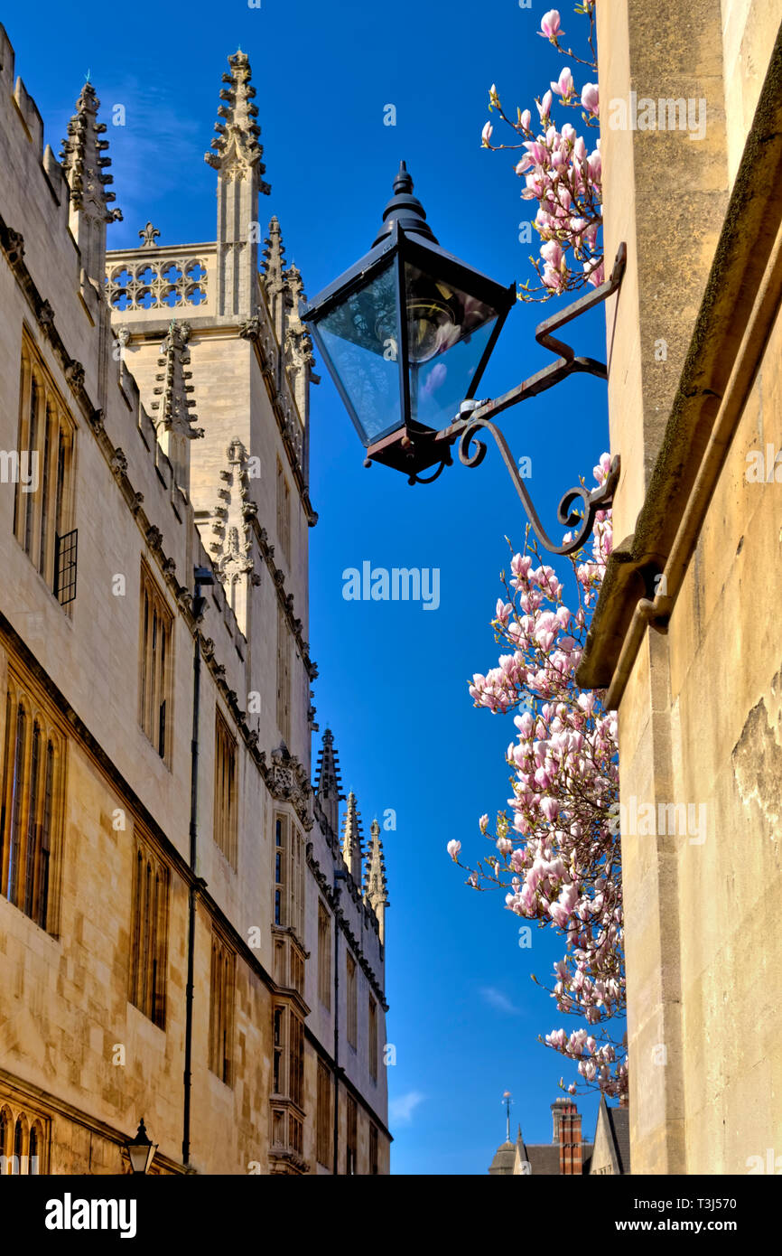 Eine Straßenlaterne in der catte Street, Oxford, England, Großbritannien, mit der Universität Oxford Bodleian Library und der Magnolie in der Blüte hinter sich Stockfoto