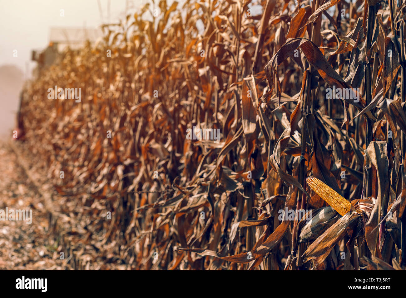 Reifen Mais Ernte im Spätsommer Stockfoto