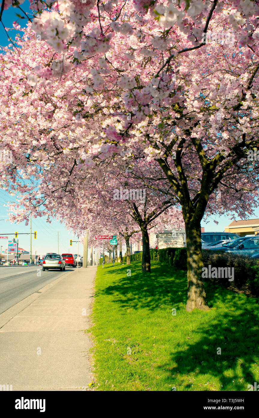 Kirschblüten in voller Blüte entlang entlang einer Straße in Maple Ridge, B.C., Kanada Stockfoto