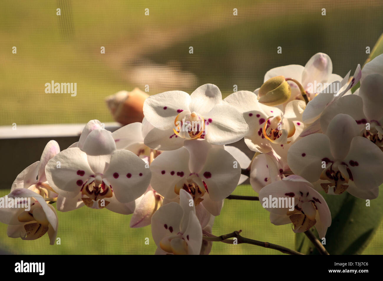Cluster der Weißen Phalaenopsis schilleriana Orchidee in Naples, Florida. Stockfoto