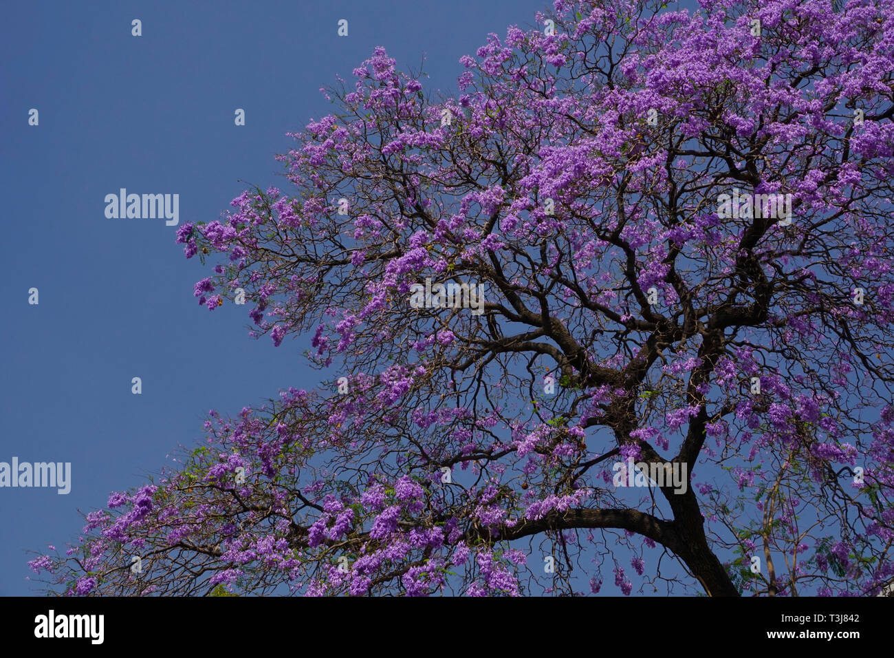 Jacaranda (Familie Bignoniaceae) (Jacaranda mimosifolia) Baum in der Blüte im Frühjahr, Colonia Roma, Mexiko City, Mexiko Stockfoto