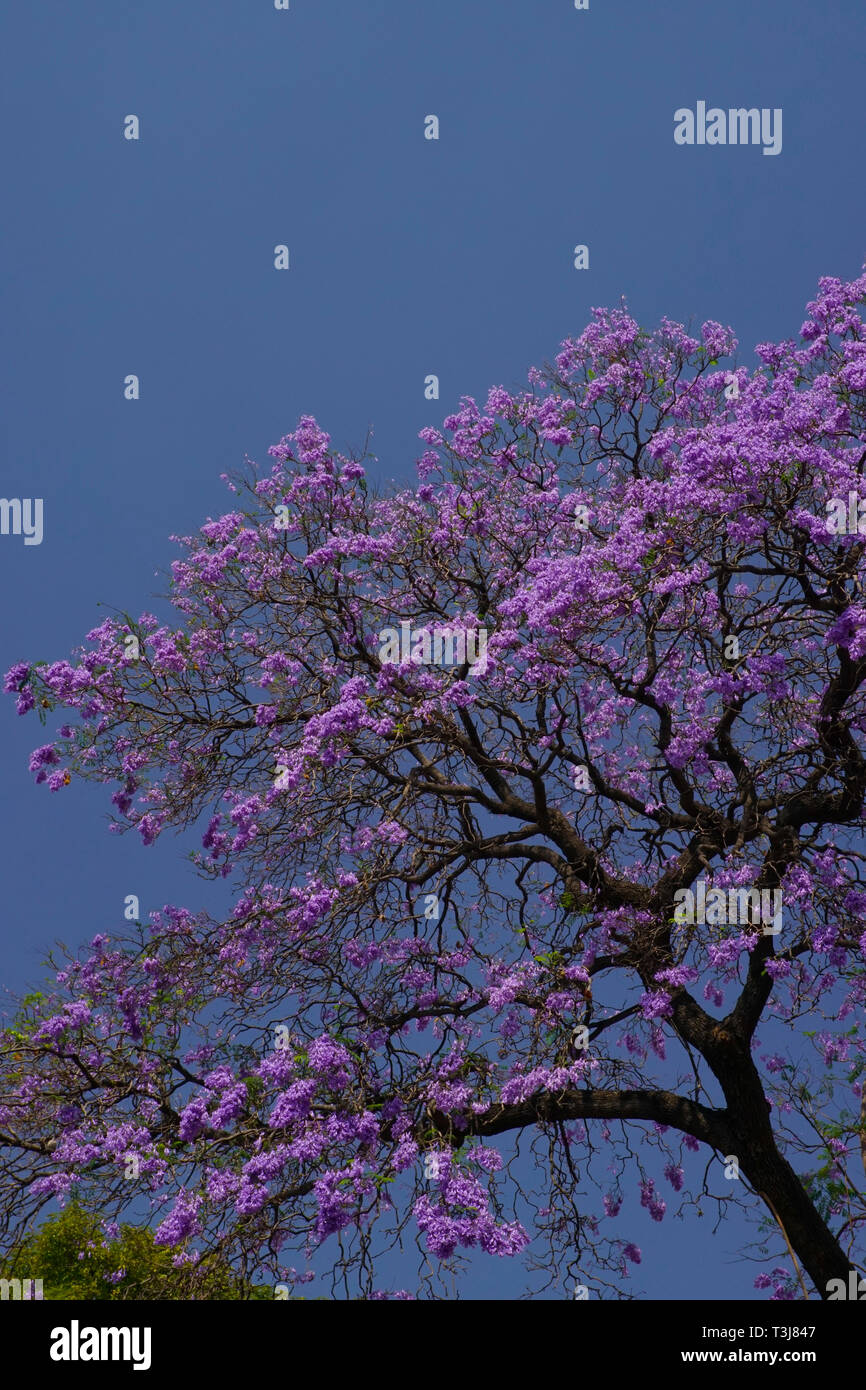 Jacaranda (Familie Bignoniaceae) (Jacaranda mimosifolia) Baum in der Blüte im Frühjahr, Colonia Roma, Mexiko City, Mexiko Stockfoto