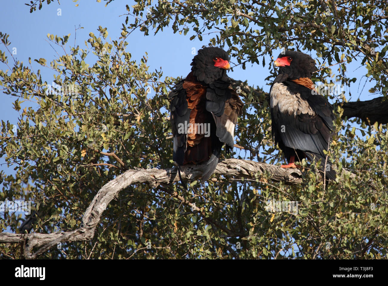 Gaukler Terathopius ecaudatus/Sie/ Stockfoto