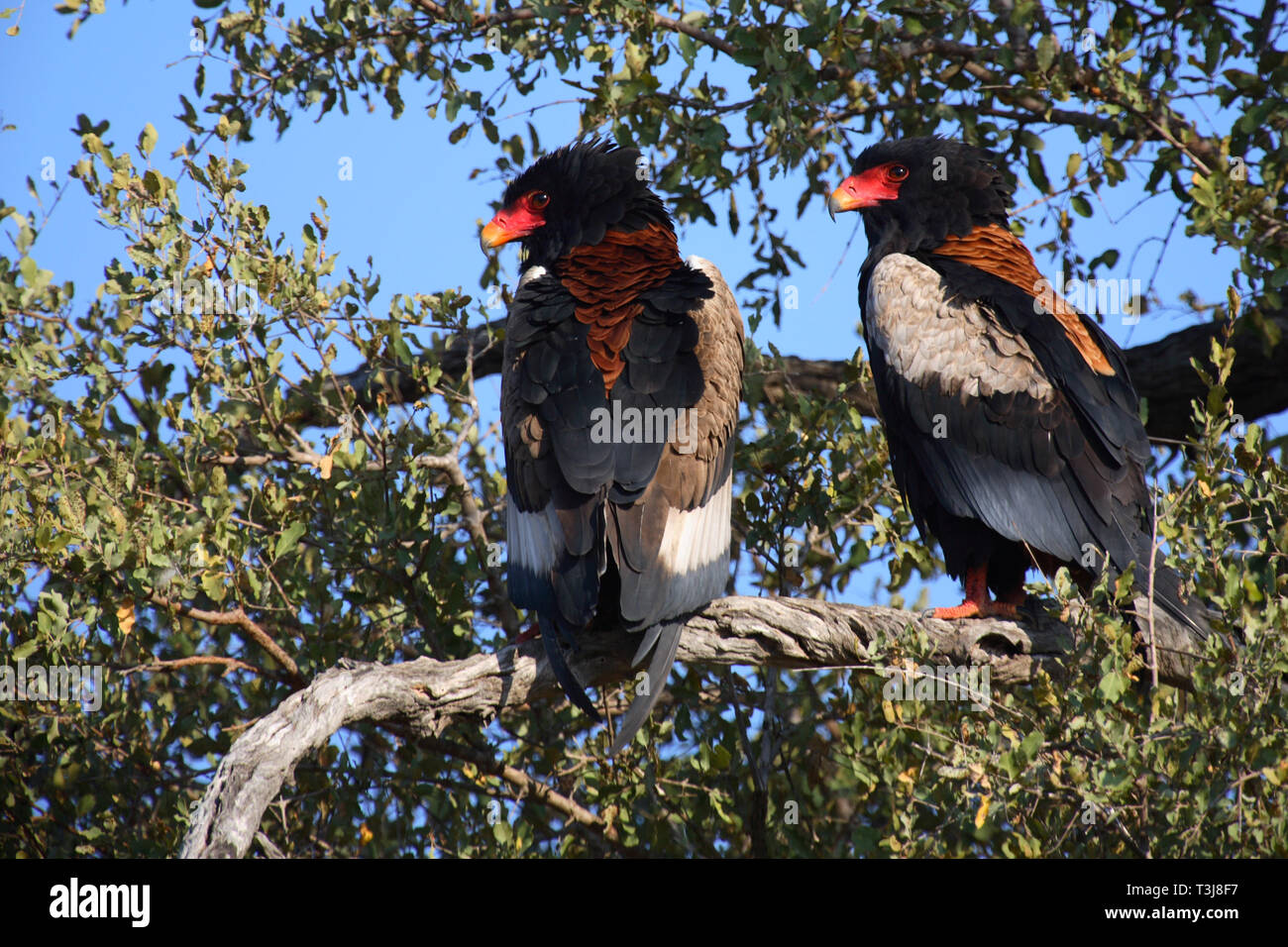 Gaukler Terathopius ecaudatus/Sie/ Stockfoto