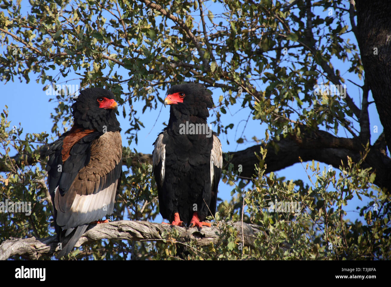 Gaukler Terathopius ecaudatus/Sie/ Stockfoto