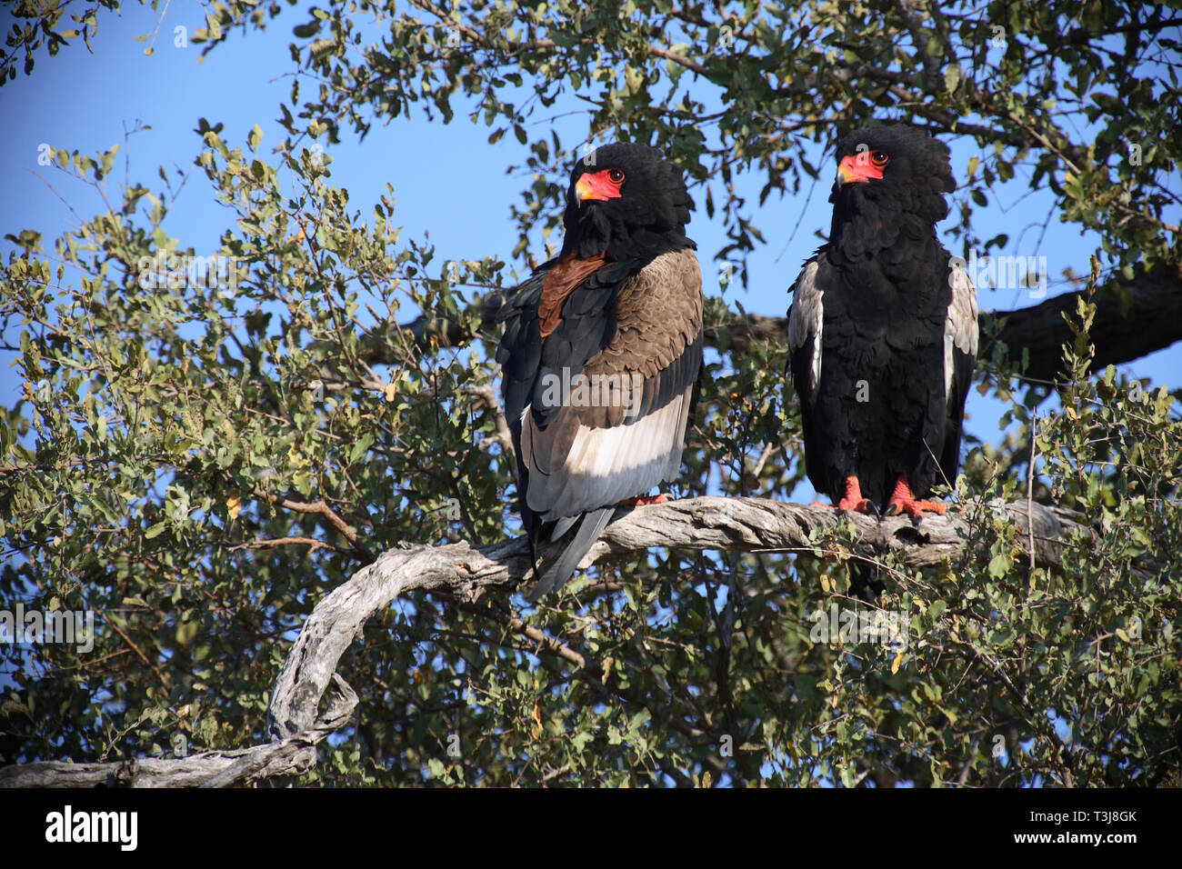 Gaukler Terathopius ecaudatus/Sie/ Stockfoto