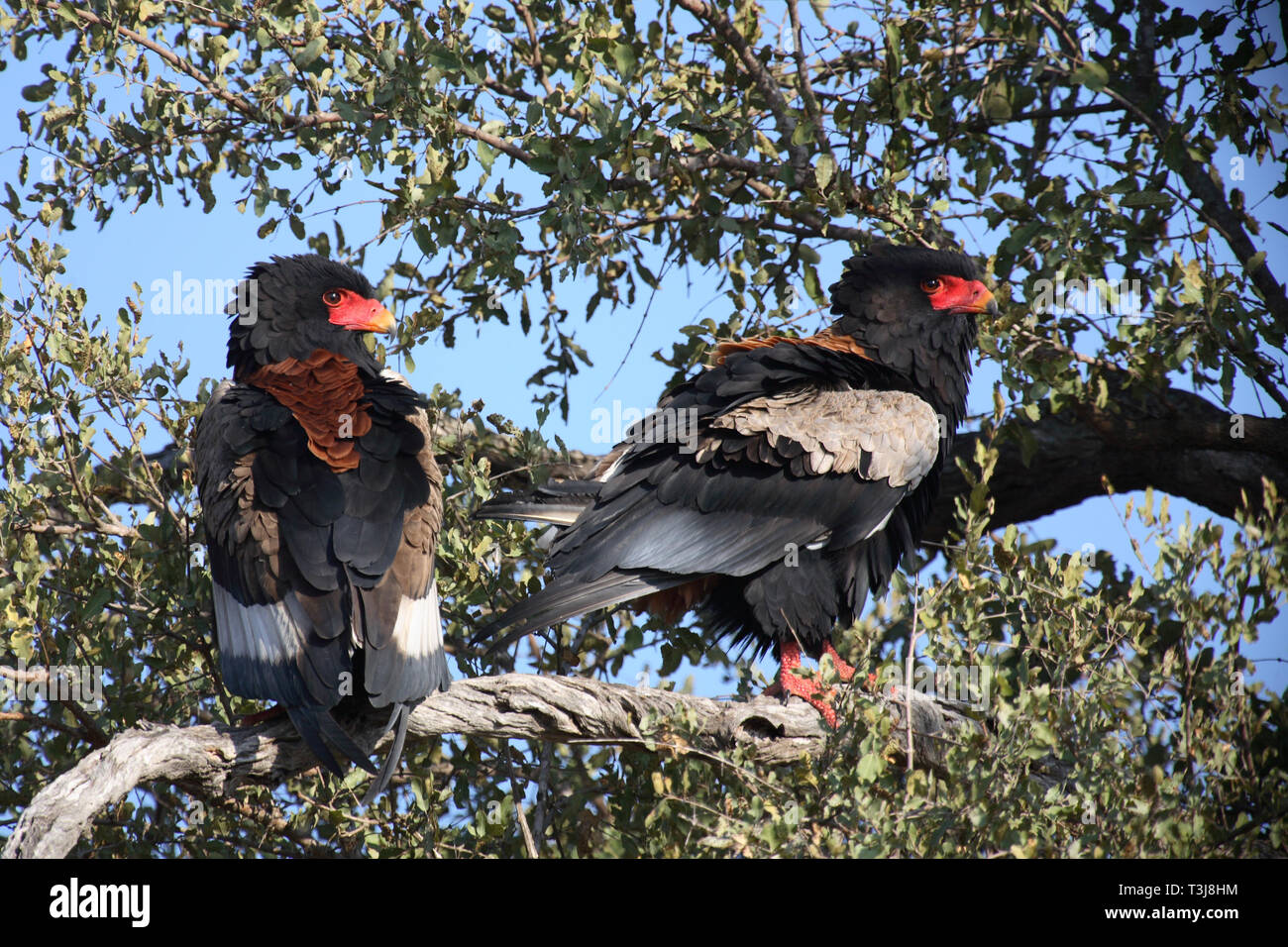 Gaukler Terathopius ecaudatus/Sie/ Stockfoto