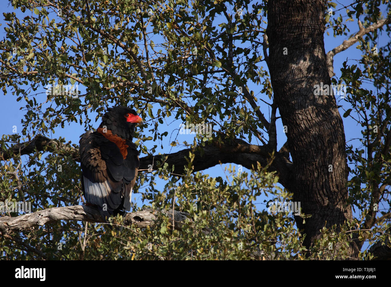 Gaukler Terathopius ecaudatus/Sie/ Stockfoto