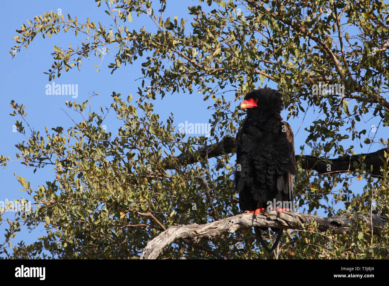 Gaukler Terathopius ecaudatus/Sie/ Stockfoto