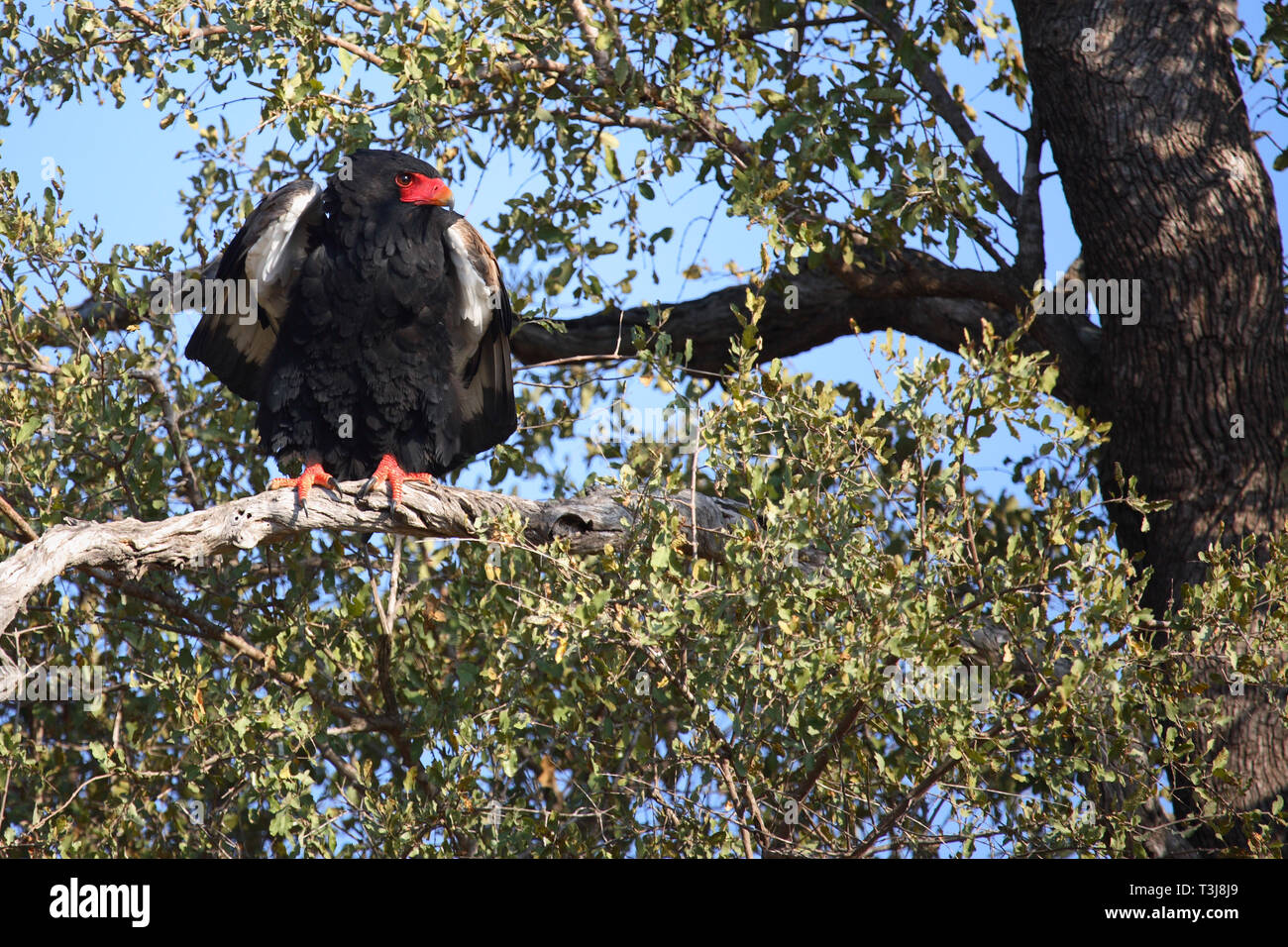 Gaukler Terathopius ecaudatus/Sie/ Stockfoto