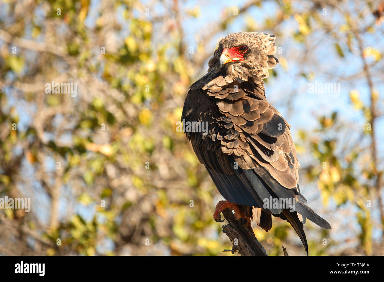 Gaukler Terathopius ecaudatus/Sie/ Stockfoto