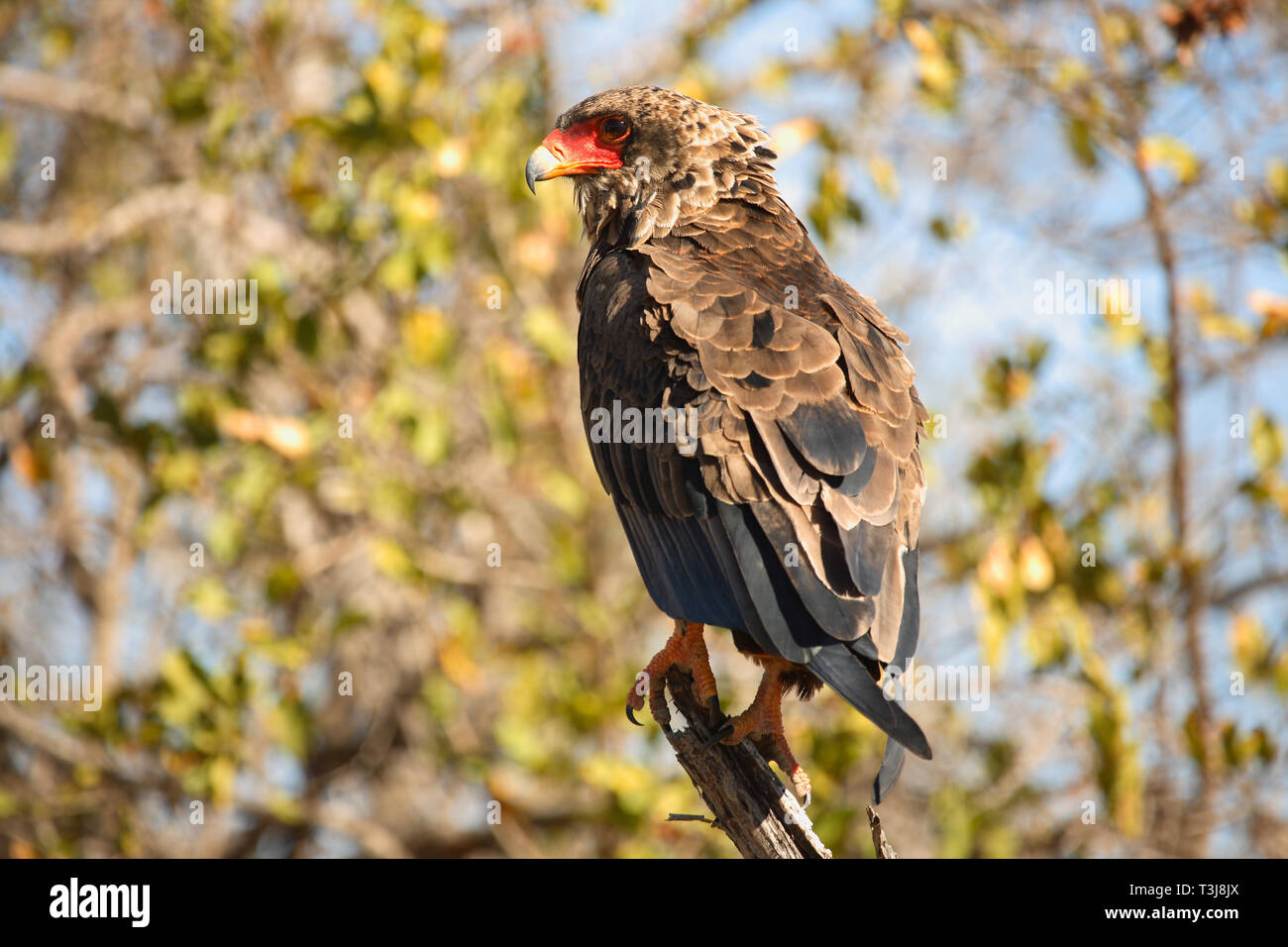 Gaukler Terathopius ecaudatus/Sie/ Stockfoto