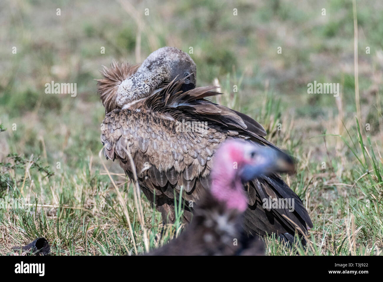 Portrait der Afrikanischen weiß-backed Vulture, Maasai Mara Stockfoto