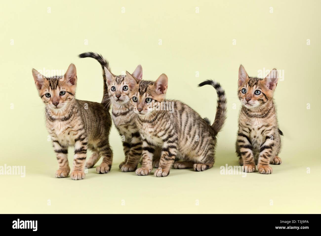 Toyger Breedcat (Felis silvestris catus), Gruppenbild mit jungen Tieren, Österreich Stockfoto