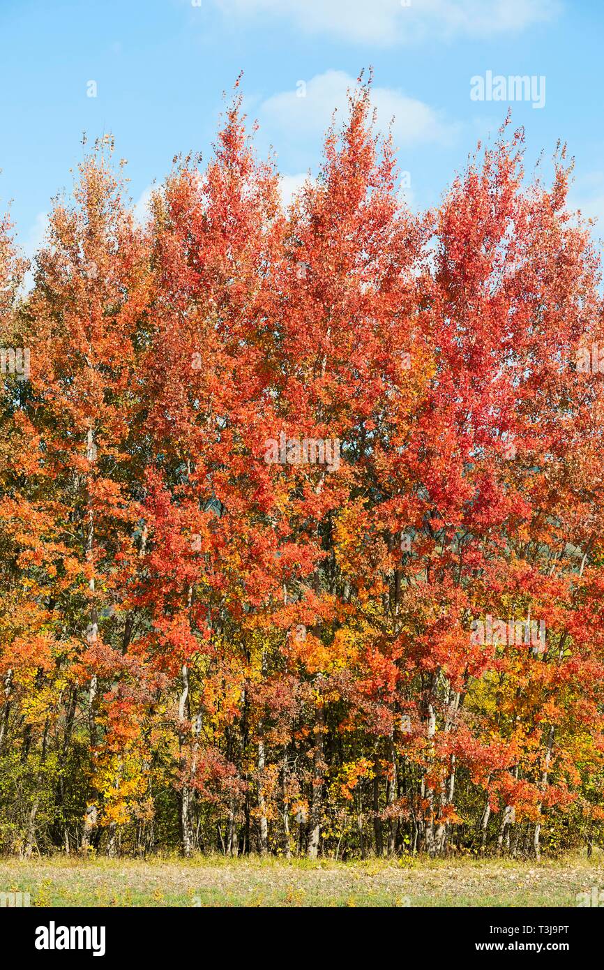 Gemeinsame Espen (Populus tremula) mit rötlichen Blätter im Herbst, Biosphärenreservat Rhön, Bayern, Deutschland Stockfoto