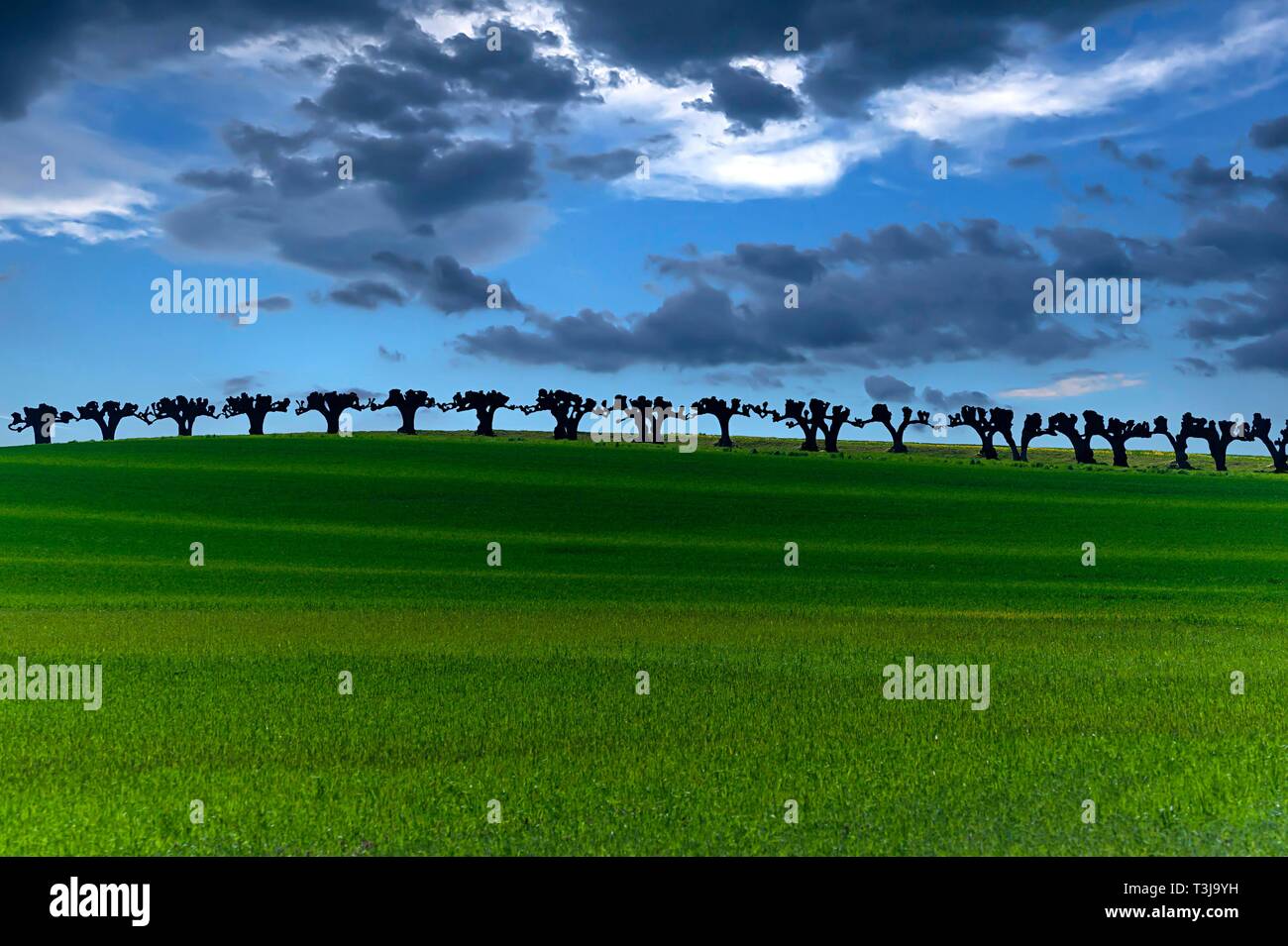 Getrimmt Festonallee vom holländischen Linden (Tilia x europaea), Schloss Bothmar, Klutz, Mecklenburg-Vorpommern, Deutschland Stockfoto