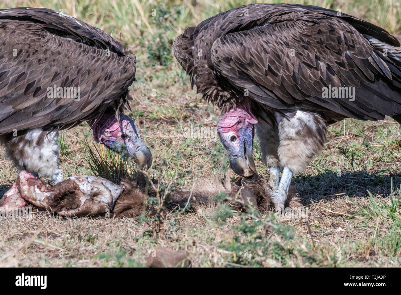 Zwei große weiße lappet konfrontiert Geier Fütterung auf totes Tier Haut, Maasai Mara Stockfoto
