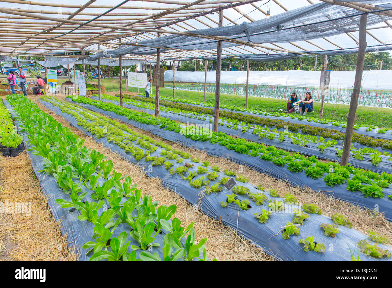 Organic Farm agricuture Anlage mit grünen Eichen und rote Koralle Salat Salat Gemüse., 16. November 2017, Chiang Mai, Thailand. Stockfoto