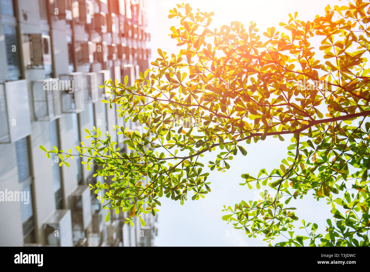 Grüner Baum in der Stadt hohes Apartment für saubere frische kühle Luft verschmutzung Konzept Stockfoto