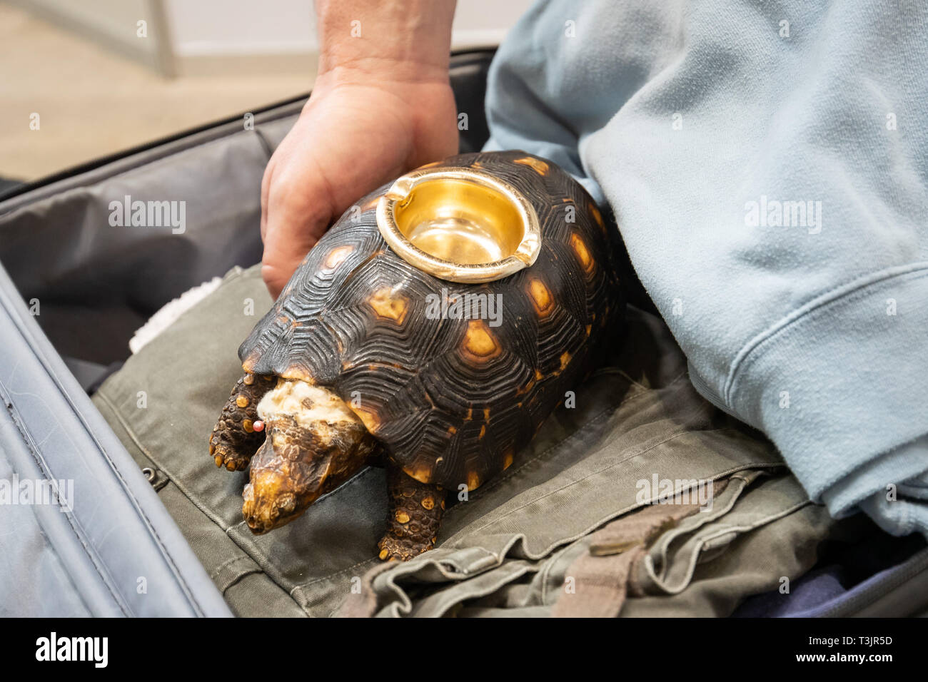 Nürnberg, Deutschland. 10 Apr, 2019. Eine Schildkröte Aschenbecher vom Zoll  beschlagnahmt liegt in einem Koffer am Flughafen Nürnberg als Teil einer  Präsentation durch den Zoll und das Bundesamt für Naturschutz (BfN) über