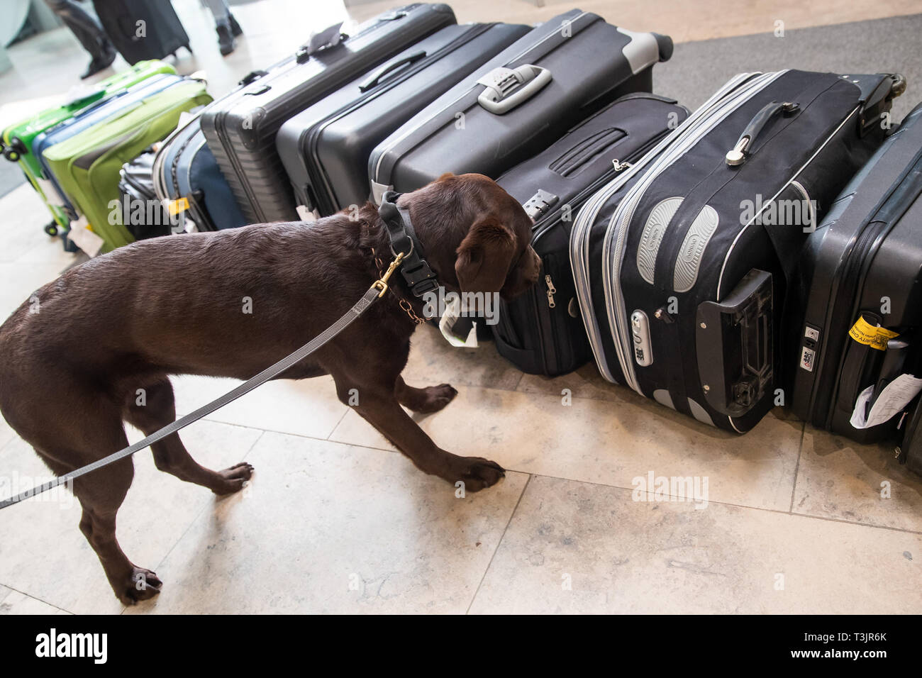 Nürnberg, Deutschland. 10 Apr, 2019. Der Labrador Zoll-Spurhündin Mia Schnüffelt am Flughafen Nürnberg im Rahmen einer Präsentation der Zoll und Bundesamt für Naturschutz (BfN) für Unbefugte urlaub Souvenirs auf Koffern, in der sich ein Objekt zu Demonstrationszwecken versteckt war. Quelle: dpa Picture alliance/Alamy leben Nachrichten Stockfoto