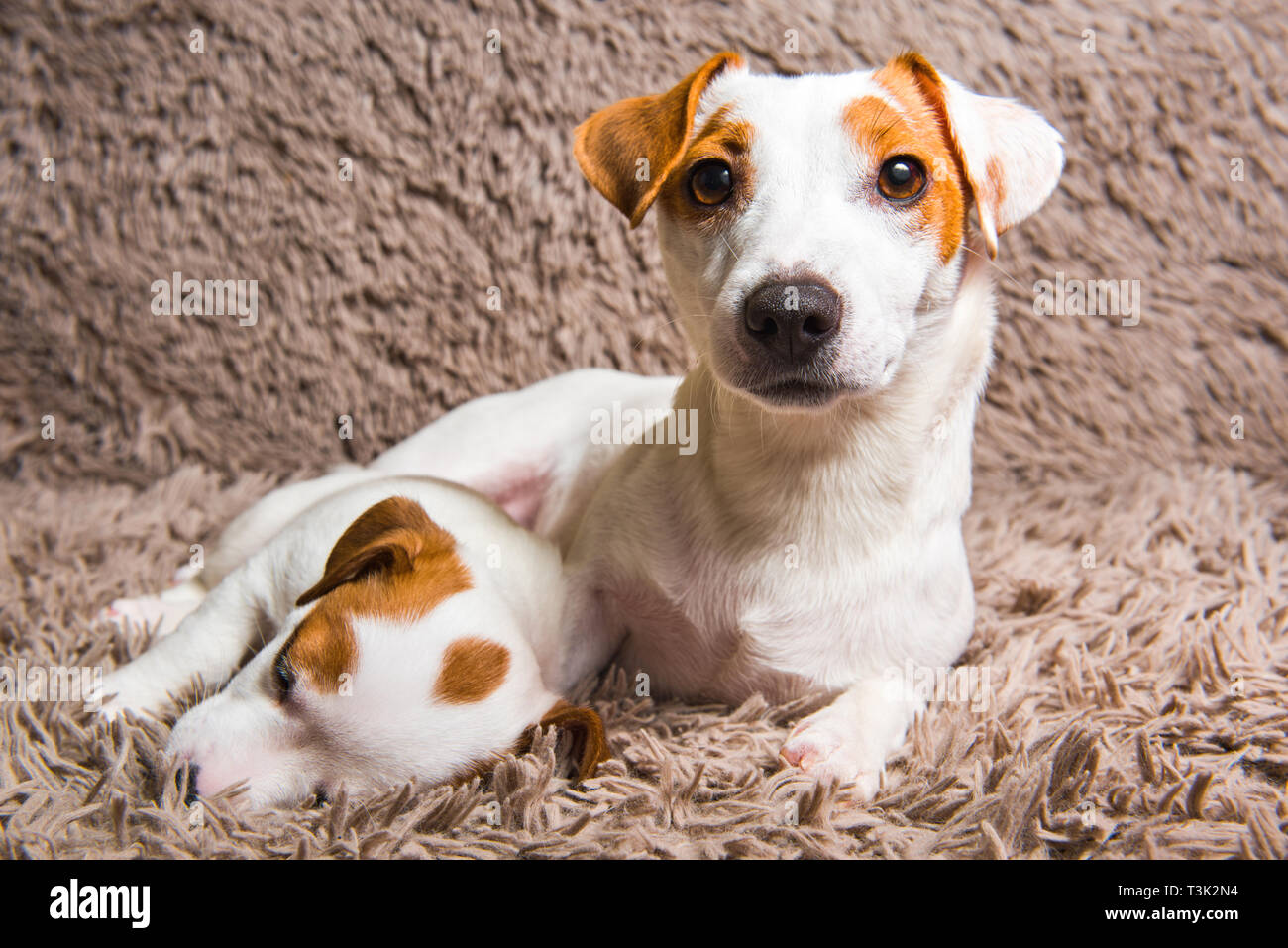 Jack Russell Terrier nach Mutter Hund und Welpen. Stockfoto