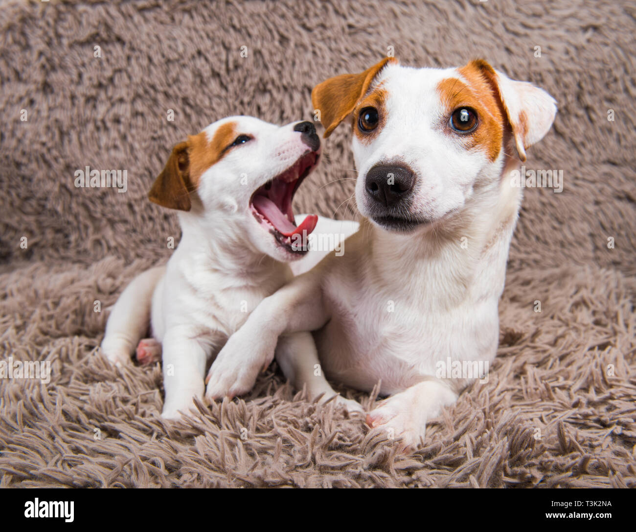 Jack Russell Terrier nach Mutter Hund und Welpen. Stockfoto