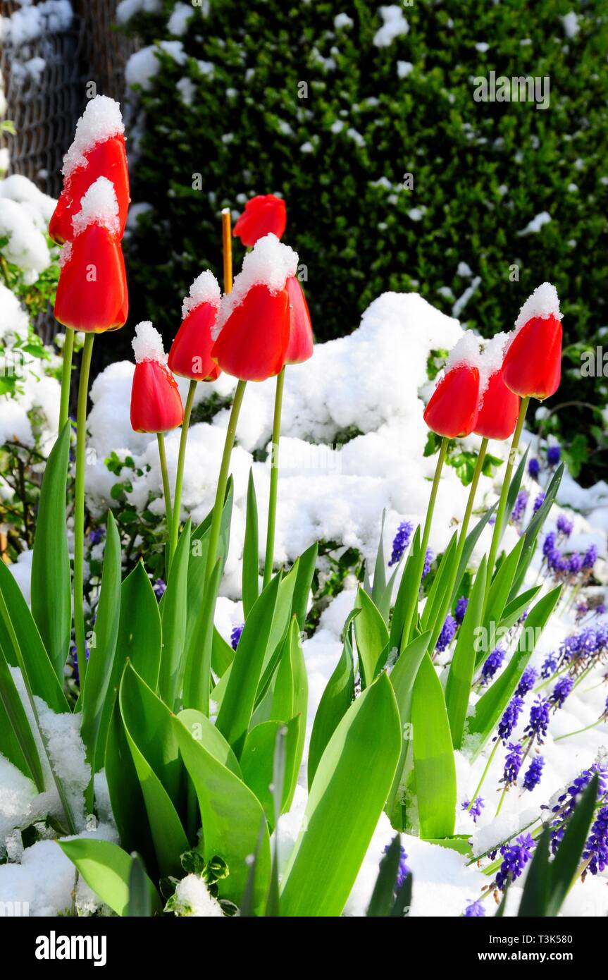 Tulpen (Tulipa, Lilioideae), mit Schnee Stockfoto