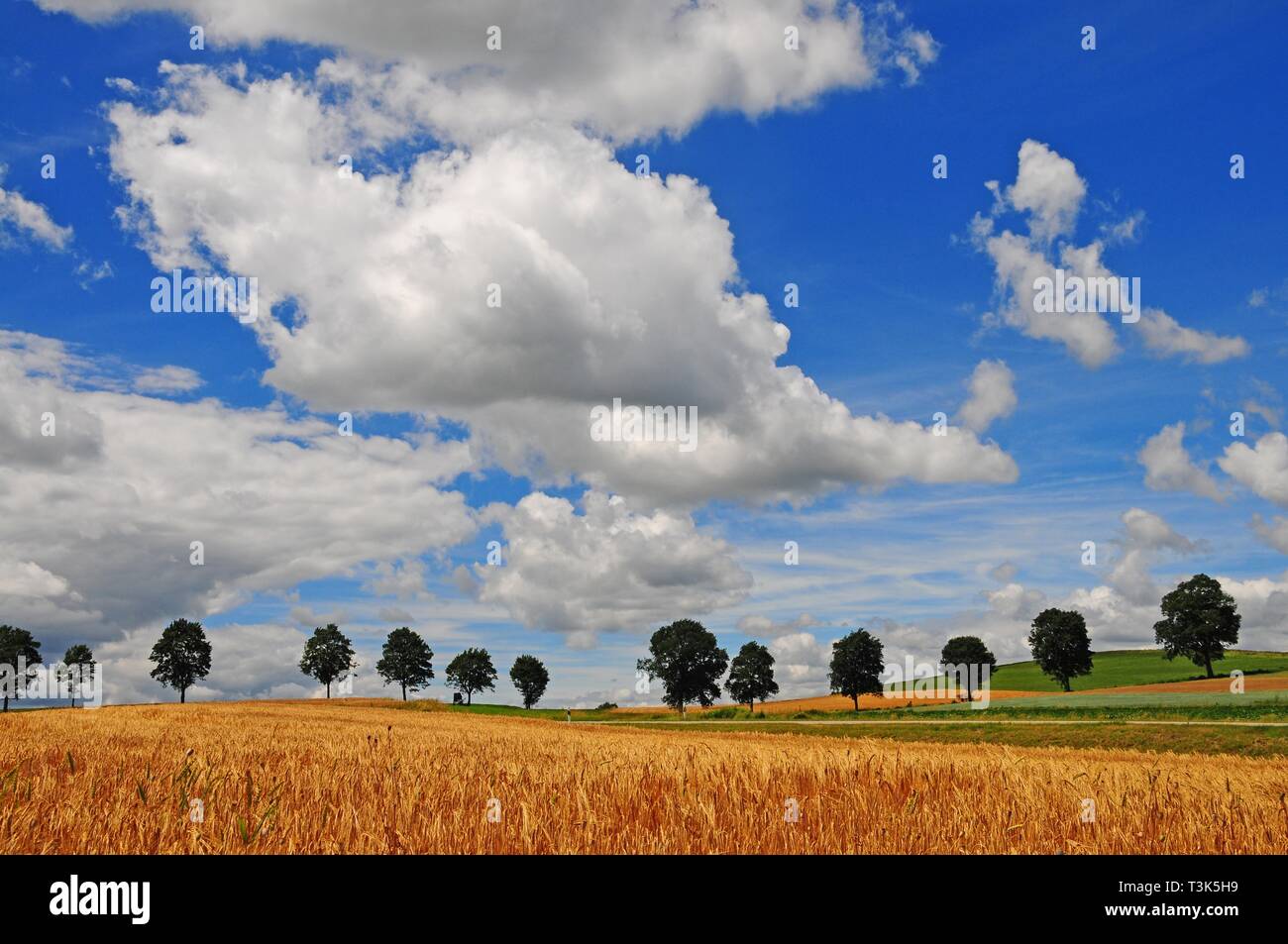 Sommerliche bewölkter Himmel, Felder, Unterallgau in der Nähe von Kirchheim, Schwaben, Bayern, Deutschland, Europa Stockfoto