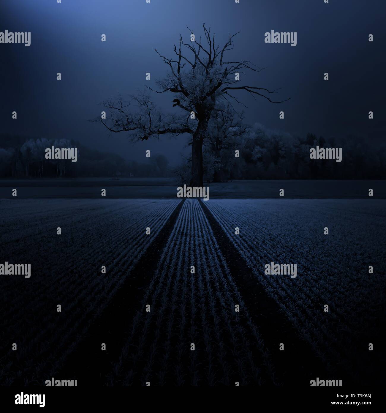 Eiche zwischen winterlichen Felder in der Nacht Stockfoto