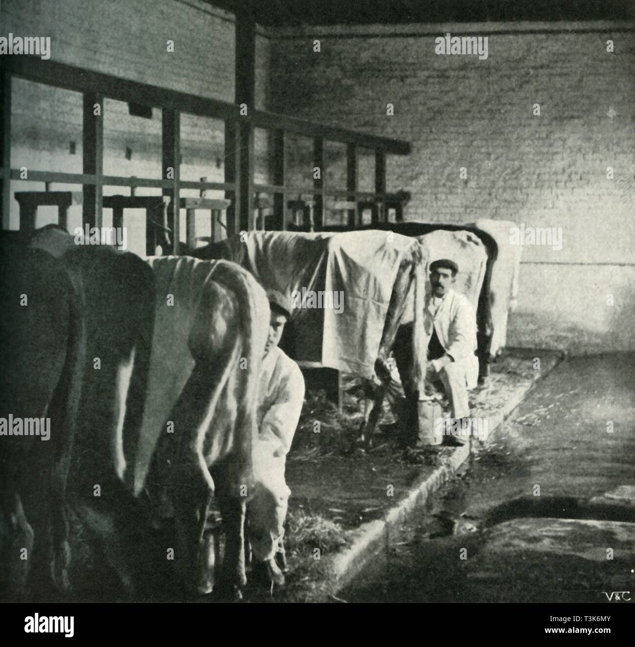 "Ein Up-To-Date Milking-Shed am Walker-Gordon Farm", 1902. Schöpfer: Unbekannt. Stockfoto