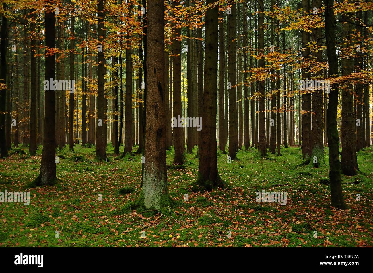 Wald im Herbst, im Naturpark Westeliche Wäldern in der Nähe von Augsburg, Schwaben, Bayern, Deutschland Stockfoto