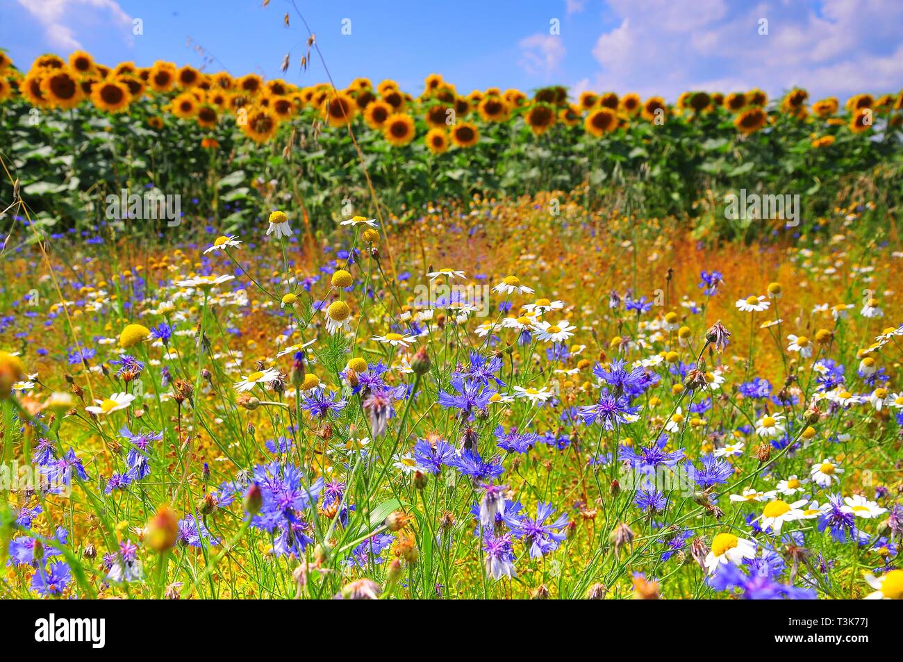 Kornblumen und Gänseblümchen, im Hintergrund ein sonnenblumenfeld, westlich von Augsburg, Schwaben, Bayern, Deutschland, Europa Stockfoto