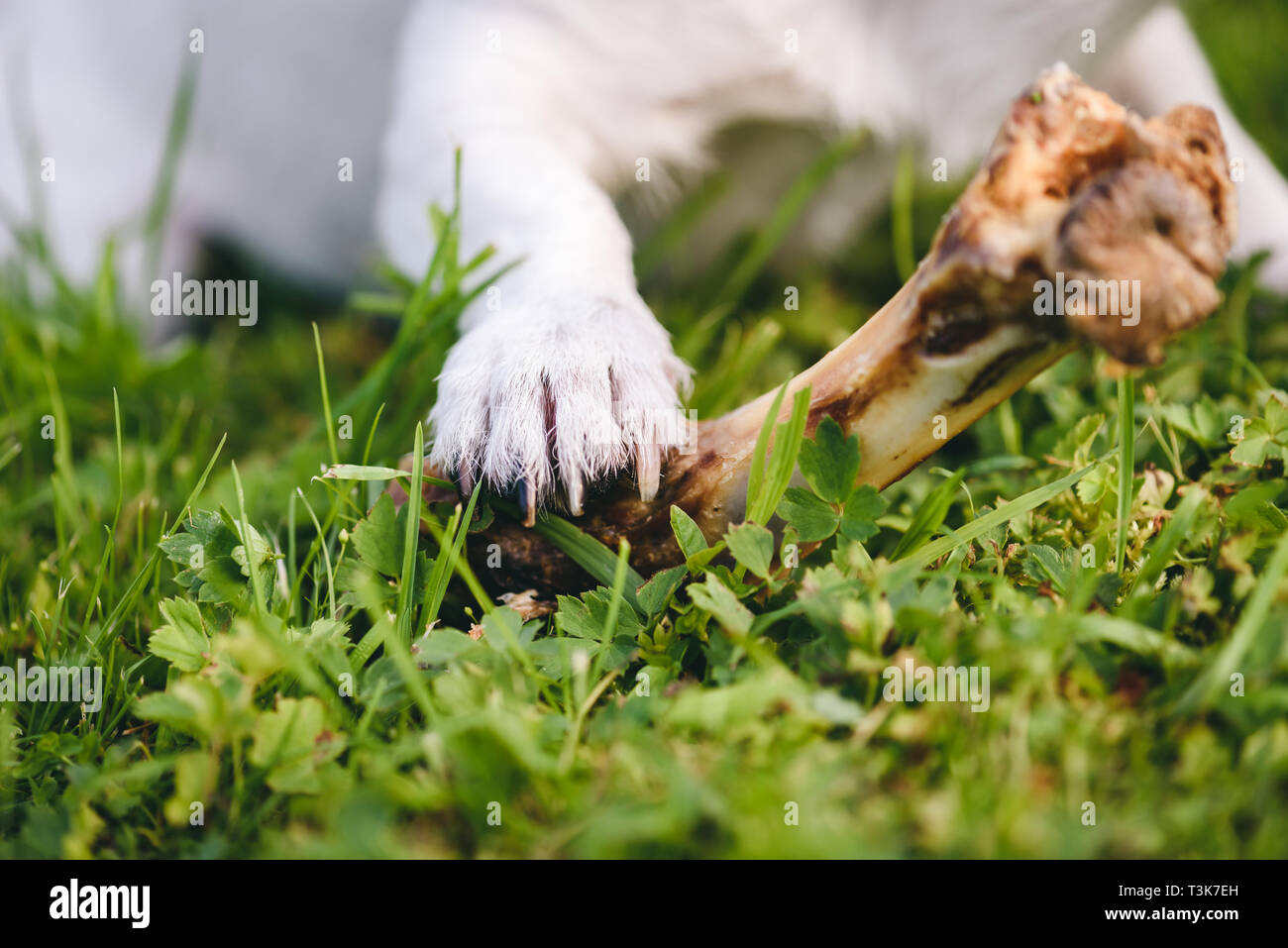 Fokus auf die Pfote des Hundes spielen mit Kauen doggy Bone Stockfoto