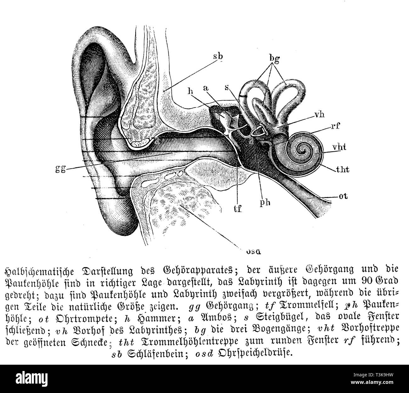 Mensch: Semi-schematische Darstellung des auditiven Apparate, anonym Stockfoto