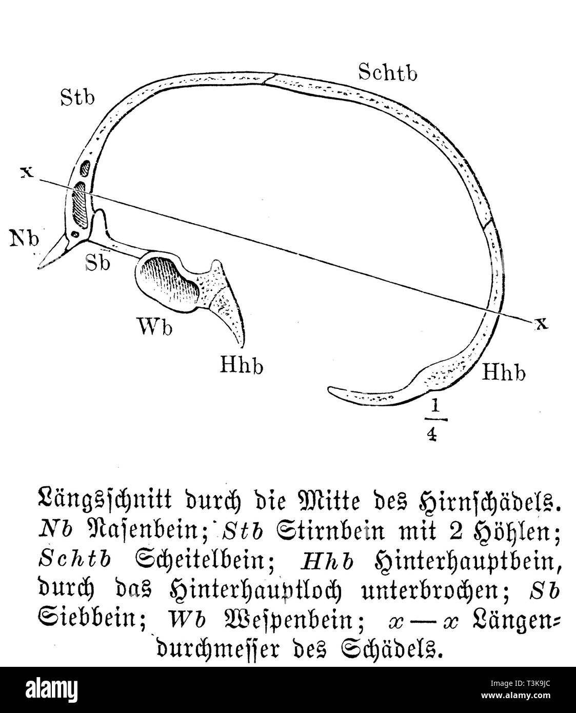 Mensch: Längsschnitt durch die Mitte des Schädels. Nb) nasalen Knochen; tr) Stirnbein mit 2 Kavitäten; tr) Scheitelbein; Hhb Hinterhauptschuppe, durch den okzipitalen Loch unterbrochen; Sb) Sieb Knochen; Wb Wasp Knochen; x-x) Länge Durchmesser der Schädel, anonym Stockfoto