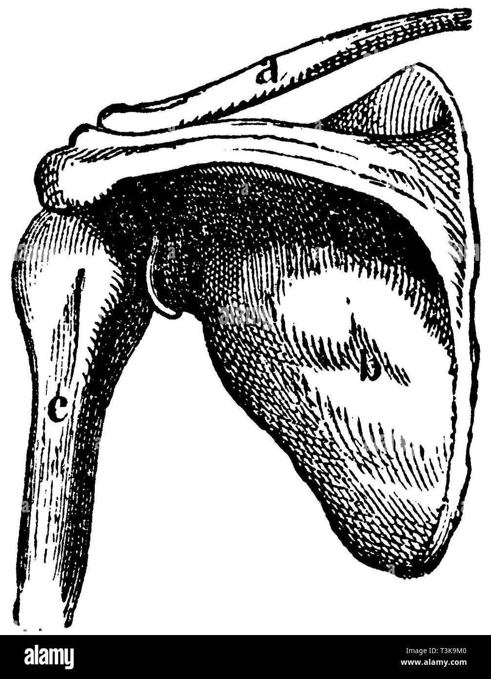 Menschliche schulter Knochen. a) Schlüsselbein, b) Schulterblatt, c) Oberarm., anonym 1877 Stockfoto