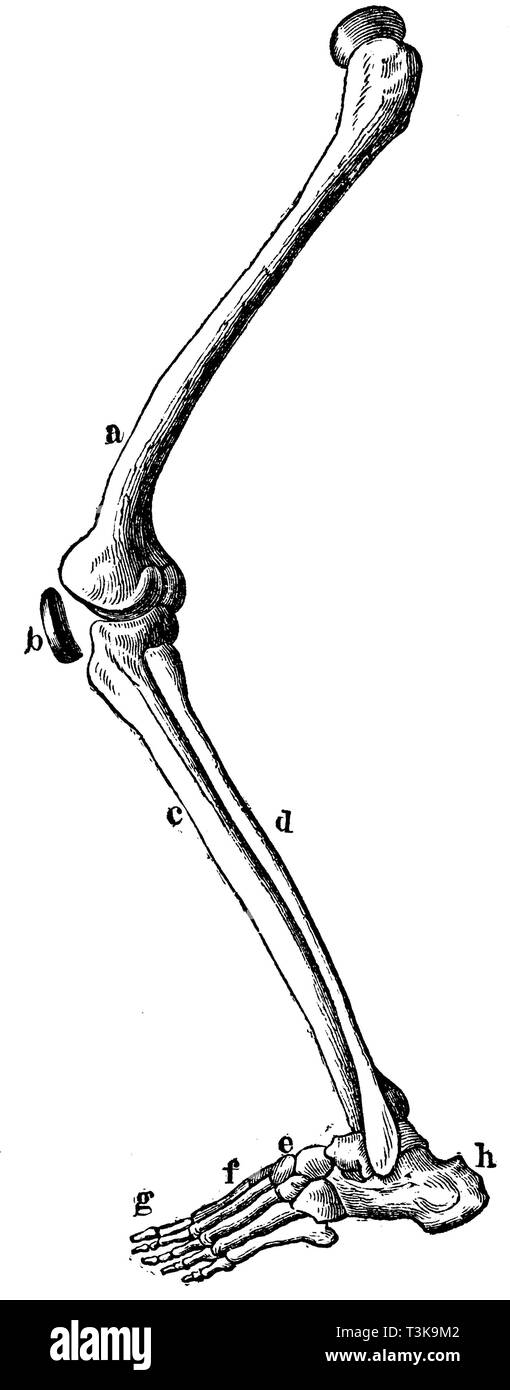 Menschlichen Beines. a) Oberschenkel Kniescheibe, b), c), d) das Schienbein, Wadenbein, e) Fuß root, f) Mittelfuß, g), h) Fersenbein., anonym 1877 Stockfoto