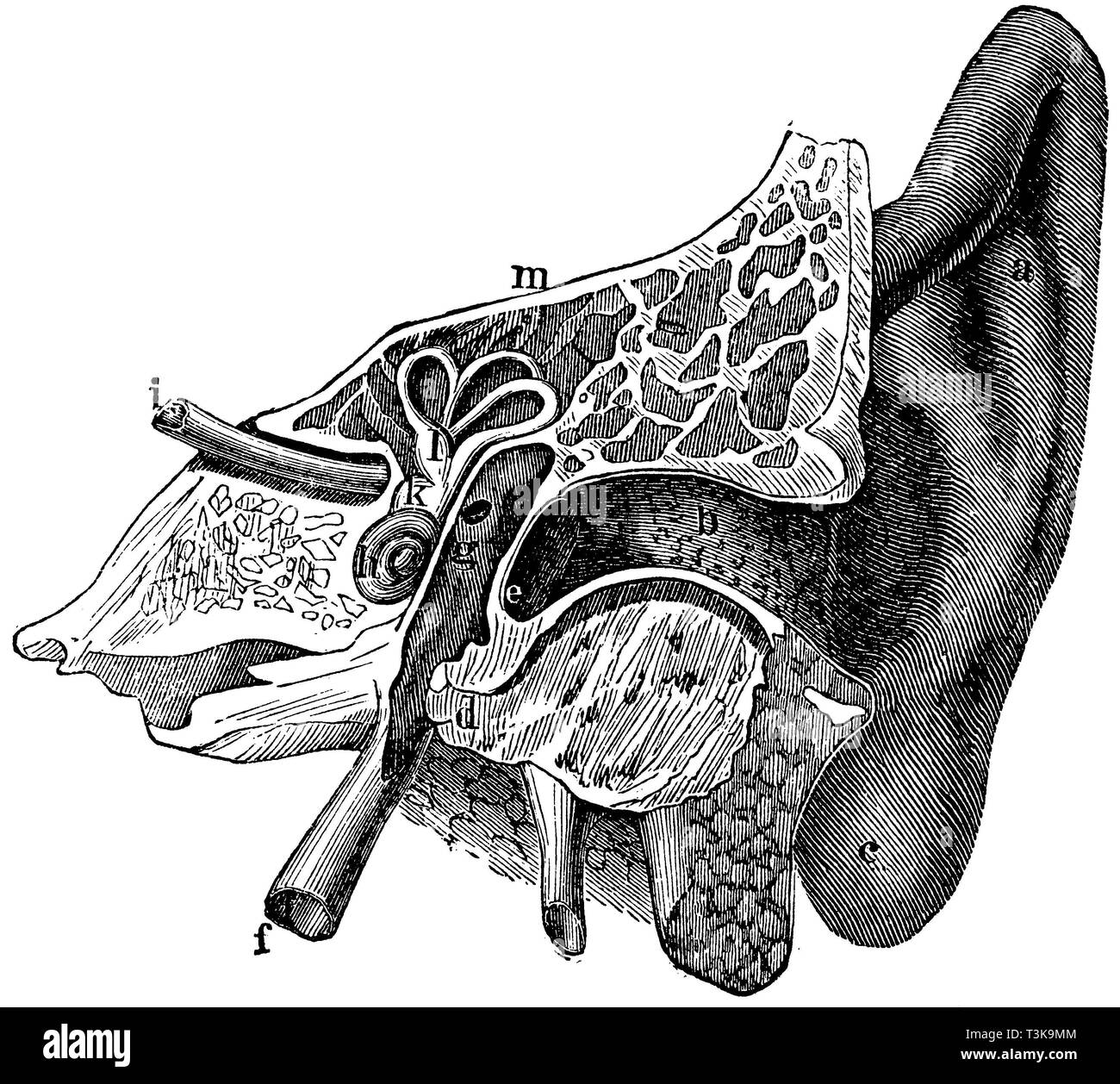 Tympanic membrane SchwarzweißStockfotos und bilder Alamy