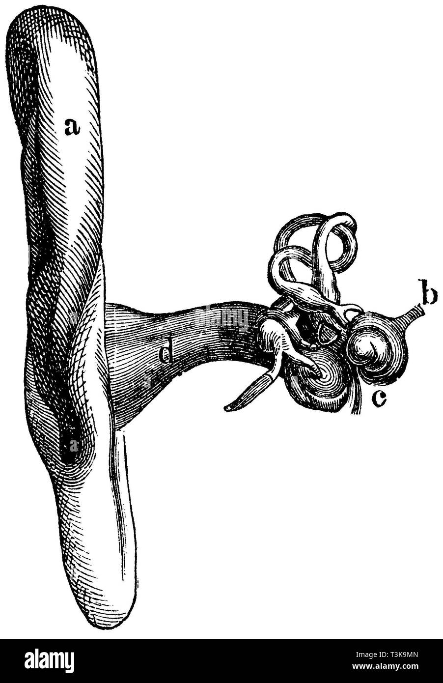 Mensch: Das Ohr. a) Ohrmuschel, b) Hörnerv, c) Cochlea, d) Gehörgang., anonym 1877 Stockfoto