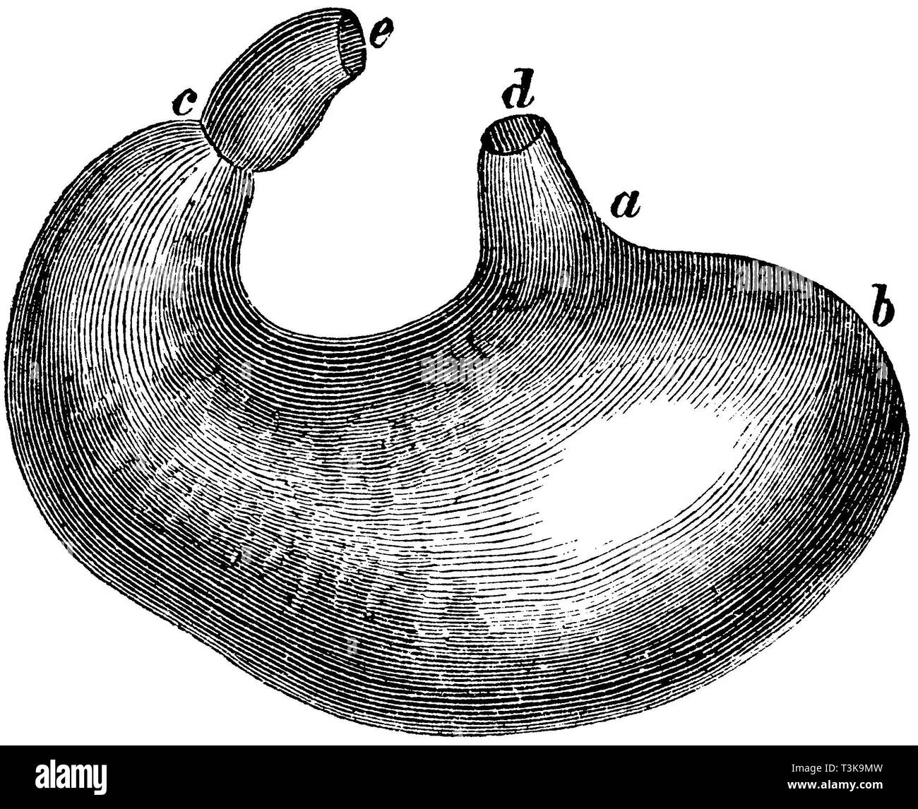 Mensch: Magen eines Erwachsenen, einen Mund, b, c, d, e Zwölffingerdarm Speiseröhre, anonym 1877 Stockfoto