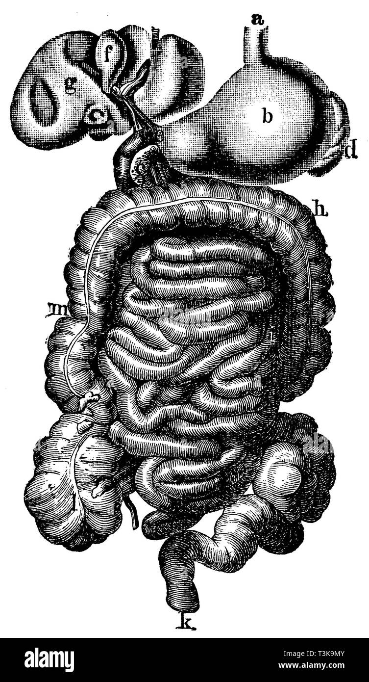 Den menschlichen Verdauungstrakt, Speiseröhre, Magen, Bauchspeicheldrüse b c d Milz e Porter, f, g Leber Gallenblase, h Colon transversum ich Dünndarm k Rektum l Anhang m Colon ascendens, anonym 1877 Stockfoto