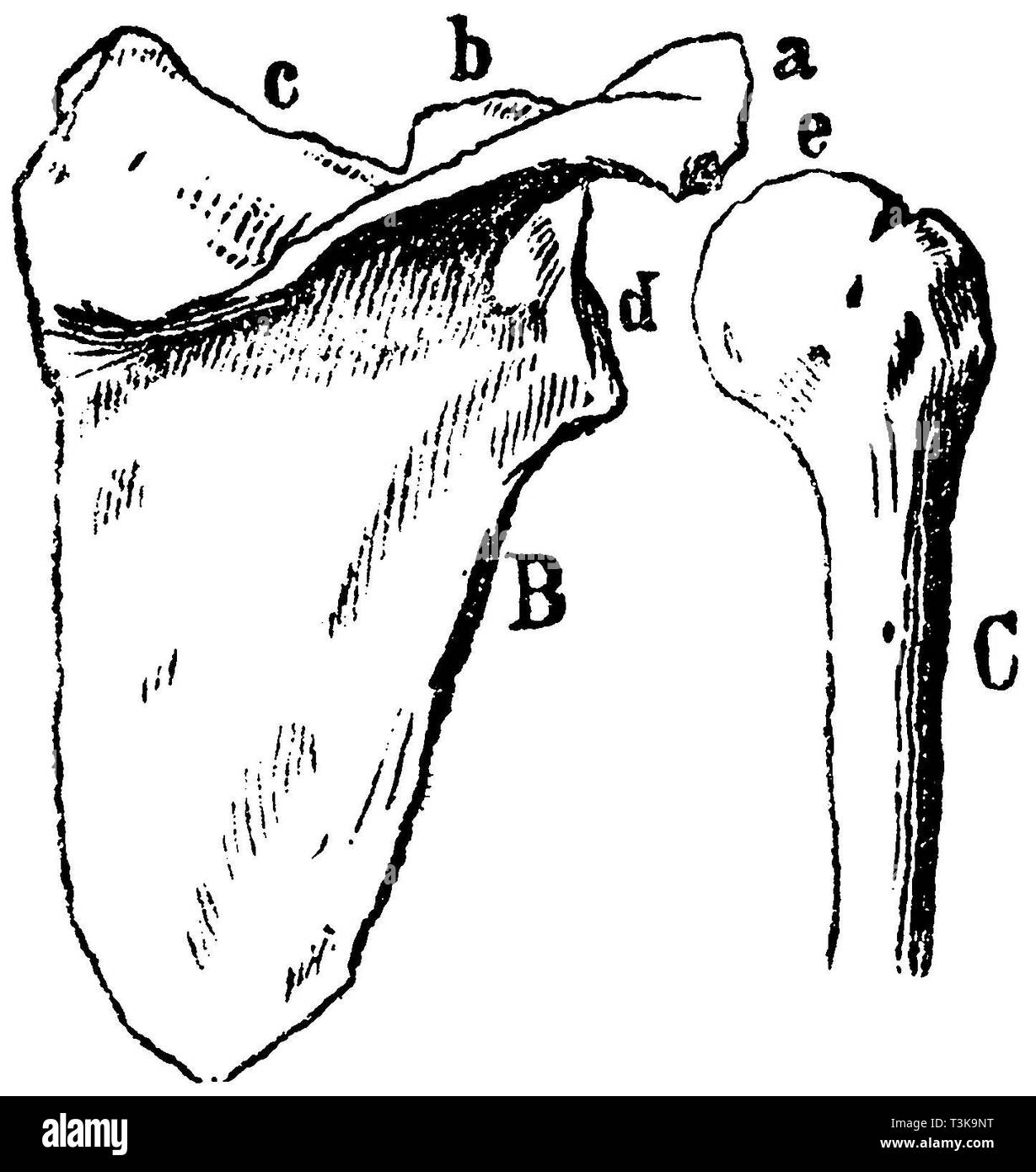 Humerus. B) Schulterblatt, C) Humerus (rechte Seite). a) Schulterhöhe (schulterdach), b) gemeinsame Grube, e) Leiter des Humerus, anonym 1887 Stockfoto