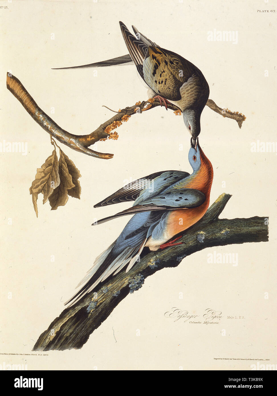 Der Passagier Taube. Von "Die Vögel von Amerika", 1827-1838. Schöpfer: Audubon, John James (1785-1851). Stockfoto