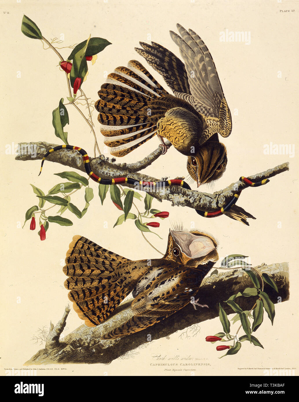 Die chuck-wird's-Witwe. Von "Die Vögel von Amerika", 1827-1838. Schöpfer: Audubon, John James (1785-1851). Stockfoto