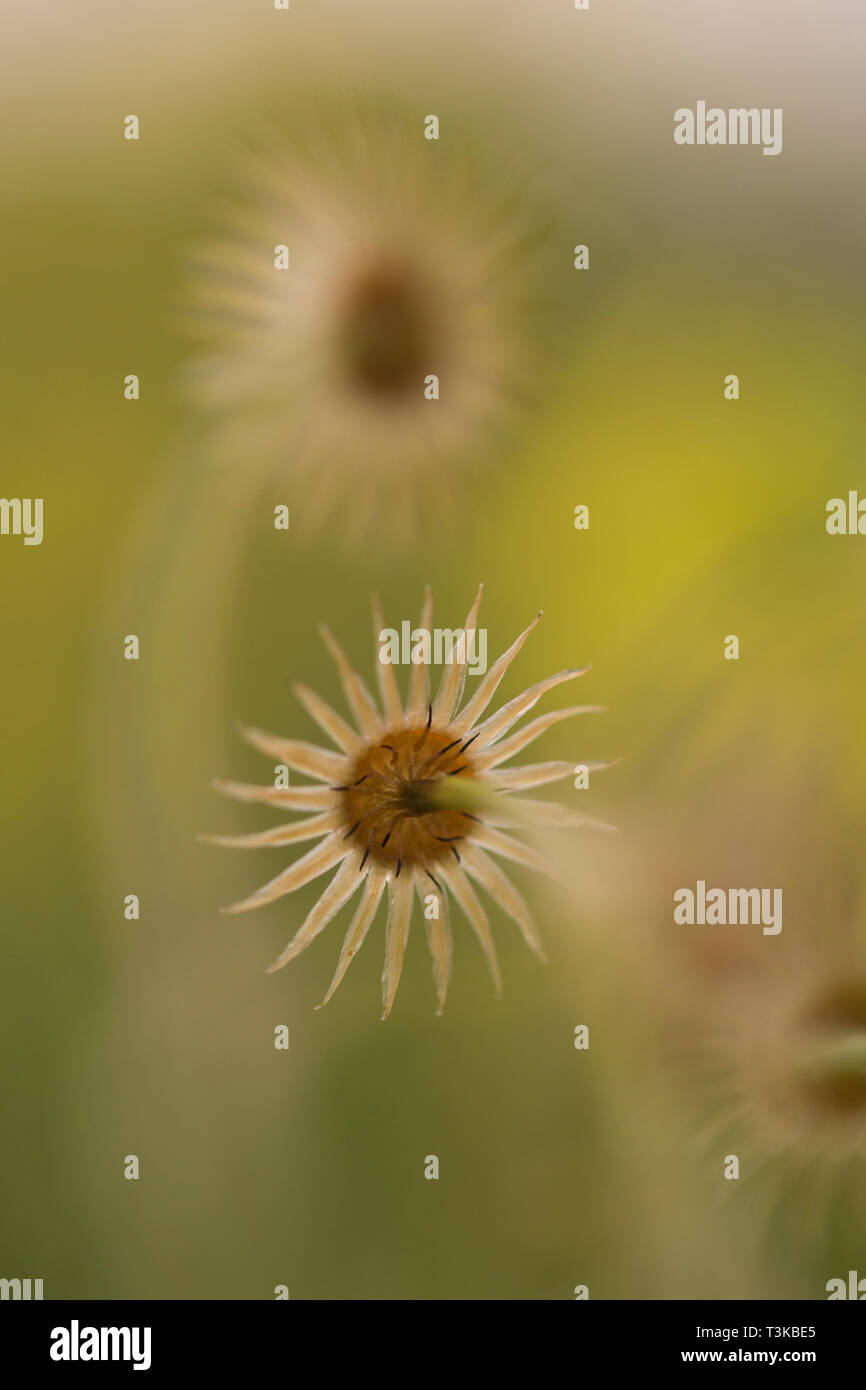 Hintergrundbeleuchtung (Crepis palaestina israelischen oder palästinensischen) hawksbeard. In Israel im März fotografiert. Stockfoto